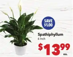 Vallarta Supermarkets Spathiphyllum offer