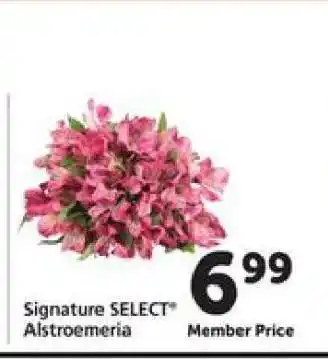 Safeway Signature Select Alstroemeria offer