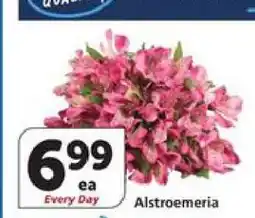 Albertsons Alstroemeria offer