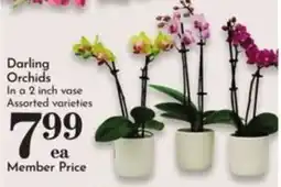 Pavilions Darling Orchids offer