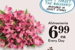 Pavilions Alstroemeria offer