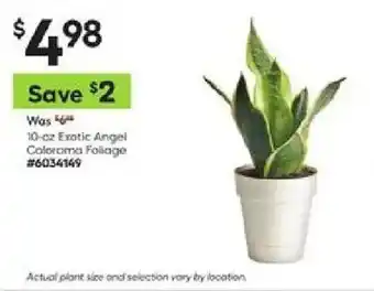 Lowe's Exotic Angel Colorama Foliage offer