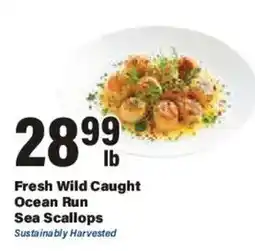 Big Y Fresh Wild Caught Ocean Run Sea Scallops offer