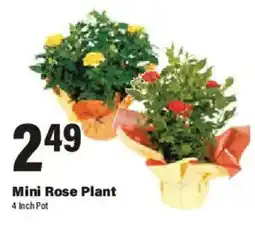 Big Y Mini Rose Plant offer