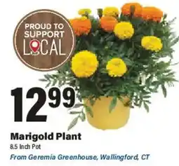 Big Y Marigold Plant offer