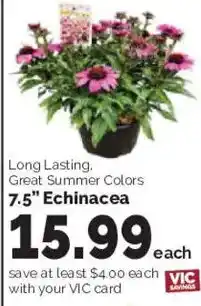 Harris Teeter Long Lasting Great Summer Colors 7.5" Echinacea offer