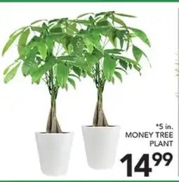 Pete's Fresh Market 5 in. MONEY TREE PLANT offer