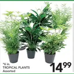 Pete's Fresh Market TROPICAL PLANTS offer