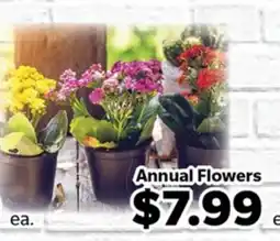 Living Fresh Market Annual Flowers offer