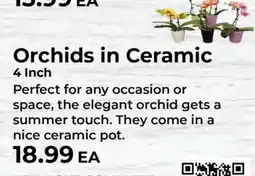 Sunset Foods Orchids in Ceramic offer