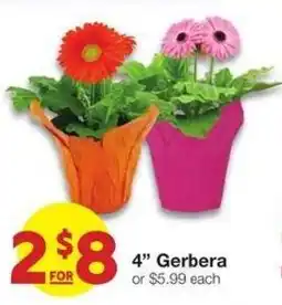 Market Street Gerbera offer
