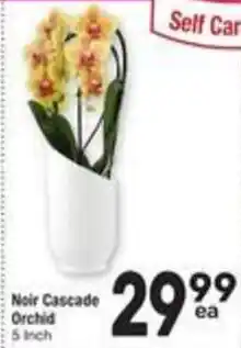 Albertsons Noir Cascade Orchid offer