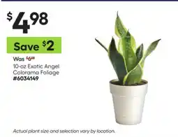 Lowe's 10-oz Exotic Angel Colorama Foliage offer