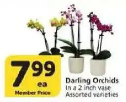 Vons Darling Orchids offer