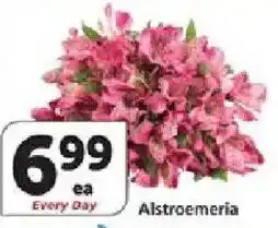 Vons Alstroemeria offer
