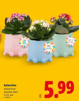 Lidl Kalanchoe offer