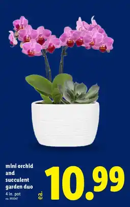 Lidl Mini orchid and succulent garden duo offer