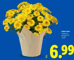 Lidl indoor mum offer