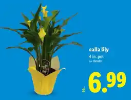 Lidl Calla Lily offer