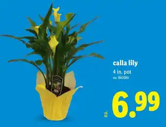 Lidl Calla Lily offer