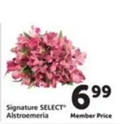 Vons Signature SELECT Alstroemeria offer