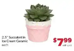 Family Fare 2.5" Succulent in Ice Cream Ceramic offer