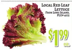 Trade Fair Supermarket LOCAL RED LEAF LETTUCE offer