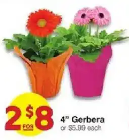 United Supermarkets 4" Gerbera offer