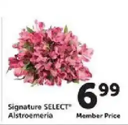 Safeway Signature SELECT Astroemeria offer