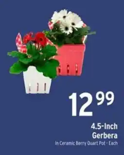 Brookshire's 4.5-Inch Gerbera offer