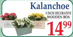 Market Basket Kalanchoe offer