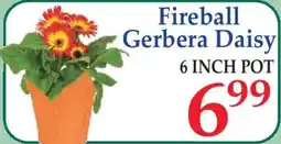 Market Basket Fireball Gerbera Daisy offer