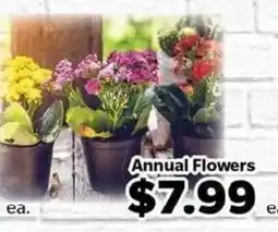 Living Fresh Market Annual Flowers offer