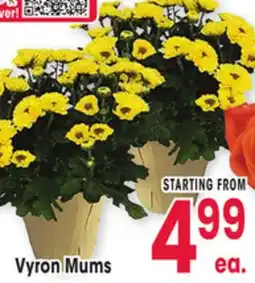 Jewel-Osco Vyron Mums offer