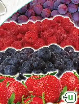 Jewel-Osco Strawberries 1 lb., Blueberries Blueberries pint, Raspberries 6 oz., or Gum Drops Seedless Grapes lb offer
