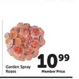 Safeway Garden Spray Roses offer