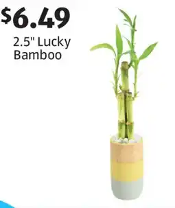 Aldi 2.5 Lucky Bamboo offer