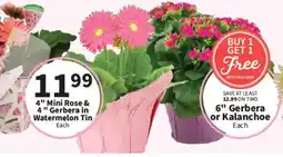 Food City 4" Mini Rose & 4" Gerbera in Watermelon Tin offer