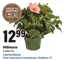 Big Y Hibiscus offer