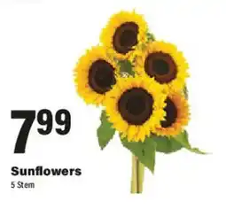 Big Y Sunflowers offer