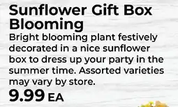 Sunset Foods Sunflower Gift Box Blooming offer