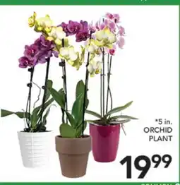 Pete's Fresh Market ORCHID PLANT offer