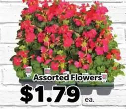 Living Fresh Market Assorted Flowers offer