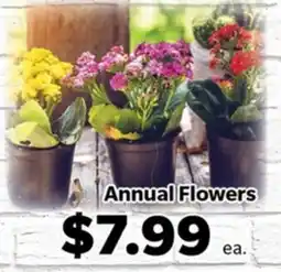 Living Fresh Market Annual Flowers offer