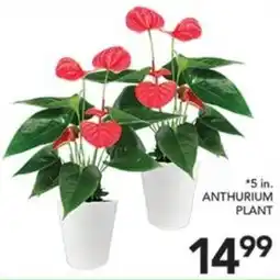 Pete's Fresh Market Anthurium Plant offer