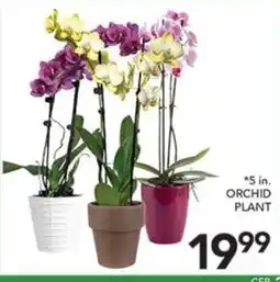 Pete's Fresh Market 5 in. orchid plant offer