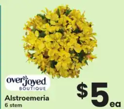 ACME Alstroemeria offer