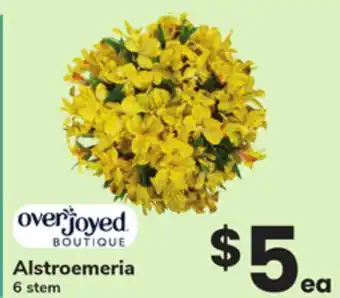 ACME Alstroemeria offer