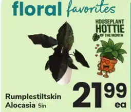 ACME Rumplestiltskin Alocasia offer