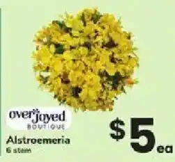 ACME Overjoyed Boutique Alstroemeria offer